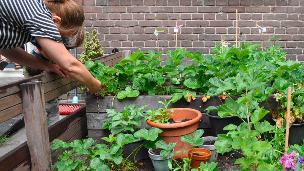 Kinderdagverblijf omheinde tuin Amsterdam moestuin
